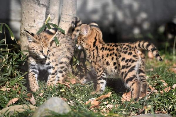 disponibile gattino caracal e serval - media 5